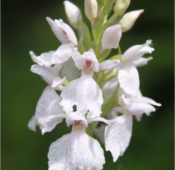 Photo La Chartre-sur-le-Loir - Dactylorhiza macula ericetorum