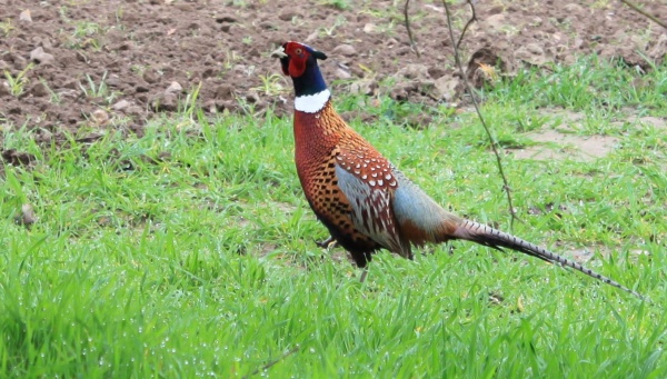 Photo La Chartre-sur-le-Loir - Le faisan de colchide