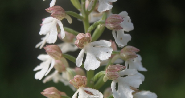 Photo La Chartre-sur-le-Loir - Orchis purpuréa