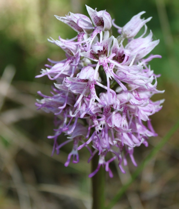 Photo La Chartre-sur-le-Loir - Orchis simia