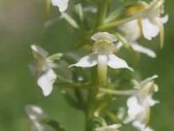 Photo faune et flore, La Chartre-sur-le-Loir - Platenthera chlorantha