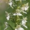 Photo La Chartre-sur-le-Loir - Platenthera chlorantha
