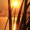 Photo La Chartre-sur-le-Loir - Levé de soleil sur le lac de la Maladrerie