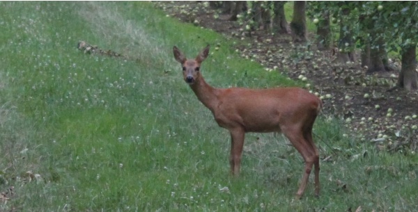 Photo La Chartre-sur-le-Loir - Chevrette dans les vergers