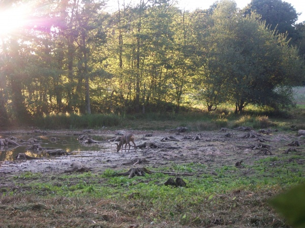 Photo La Chartre-sur-le-Loir - Chevreuil au bord d'un étang