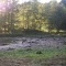 Chevreuil au bord d'un étang