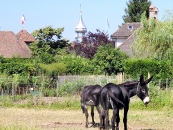 Photo paysage et monuments, Yvoire - Voir des ânes à Yvoire.