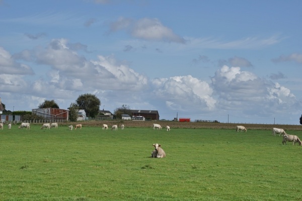Photo Angerville-l'Orcher - la vache