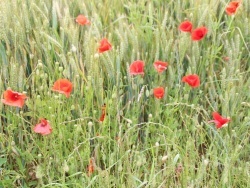 Photo paysage et monuments, Avremesnil - Fleur