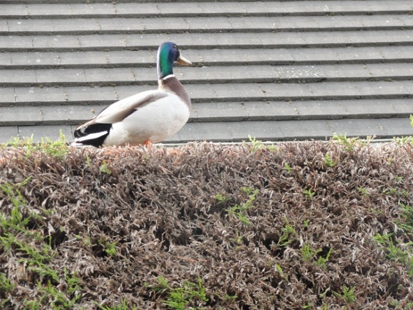 Photo Épouville - canard