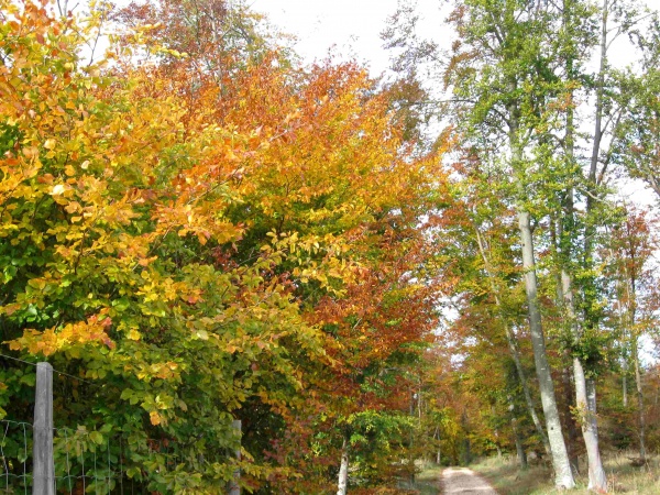 Photo Veneux-les-Sablons - 31 10 10 RANDO AU FESTIVAL D AUTMONE DE LA FORET  41