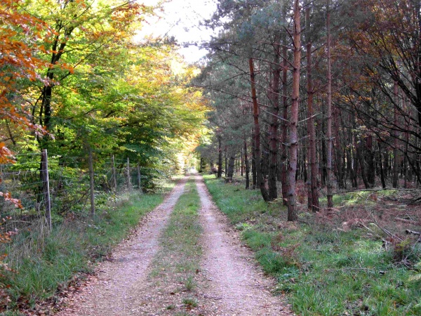 Photo Veneux-les-Sablons - 31 10 10 RANDO AU FESTIVAL D AUTMONE DE LA FORET  45