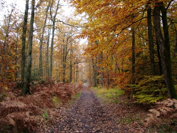 Photo Veneux-les-Sablons - VEUEUX LES SABLONS  EN  2007