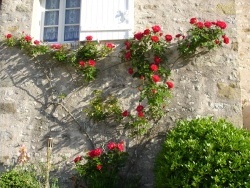 Photo vie locale, Ville-Saint-Jacques - une maison fleurie à Ville Saint-Jacques