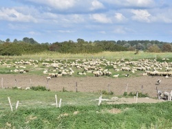 Photo paysage et monuments, Le Crotoy - les moutons