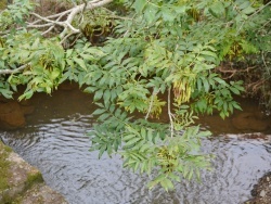 Photo paysage et monuments, Le Fraysse - la rivière