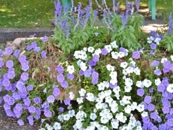 Photo paysage et monuments, Terssac - les fleurs