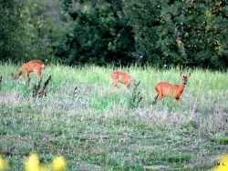 Photo faune et flore, Durfort-Lacapelette - En flânant dans la campagne !!!