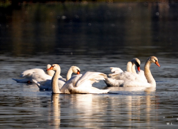 Les cygnes du plan d'eau