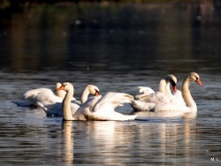 Photo faune et flore, Saint-Nicolas-de-la-Grave - Les cygnes du plan d'eau