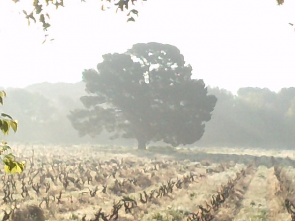 Photo La Londe-les-Maures - au milieu des vignes