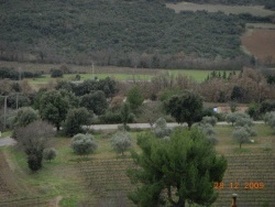 Photo paysage et monuments, Seillons-Source-d'Argens - champ d'oliviers