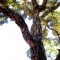 Photo Rayol-Canadel-sur-Mer - Domaine de Rayol, le jardin des Méditerranées : un chêne liège de plus de 250 an