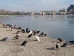 Photo paysage et monuments, Avignon - le pont st bénézet