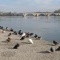 Photo Avignon - le pont st bénézet
