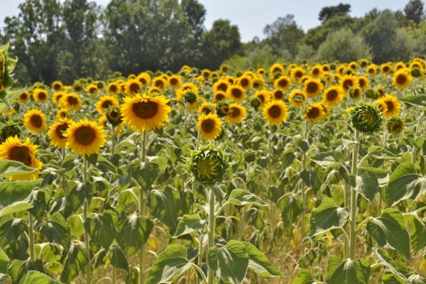 les fleurs