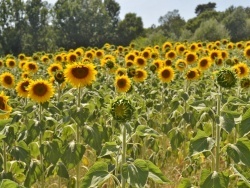 Photo paysage et monuments, Saint-Martin-de-la-Brasque - les fleurs