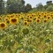 Photo Saint-Martin-de-la-Brasque - les fleurs