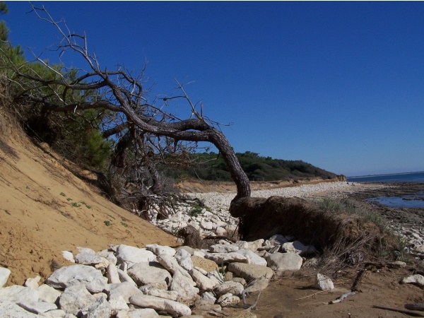 Photo Jard-sur-Mer - ragounitte