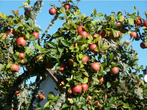 Photo Saint-Sulpice-Laurière - pommes de chez nous