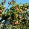Photo Saint-Sulpice-Laurière - pommes de chez nous