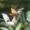 Photo Saint-Sulpice-Laurière - papillons sur la menthe