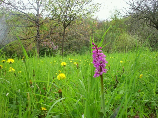 Photo Saint-Sulpice-Laurière - orchidée sauvage à Gaudeix