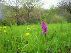 Photo faune et flore, Saint-Sulpice-Laurière - orchidée sauvage à Gaudeix