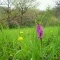 Photo Saint-Sulpice-Laurière - orchidée sauvage à Gaudeix