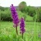 Photo Saint-Sulpice-Laurière - de la famille des orchidées sauvages du Limousin