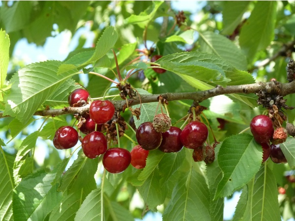 Photo Saint-Sulpice-Laurière - cerises