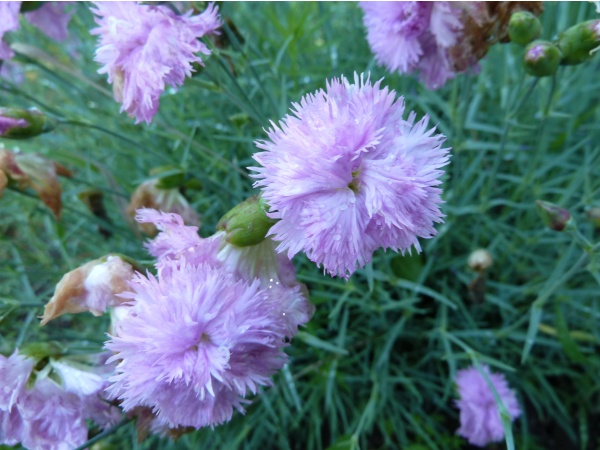 Photo Saint-Sulpice-Laurière - Gaudeix fleuri