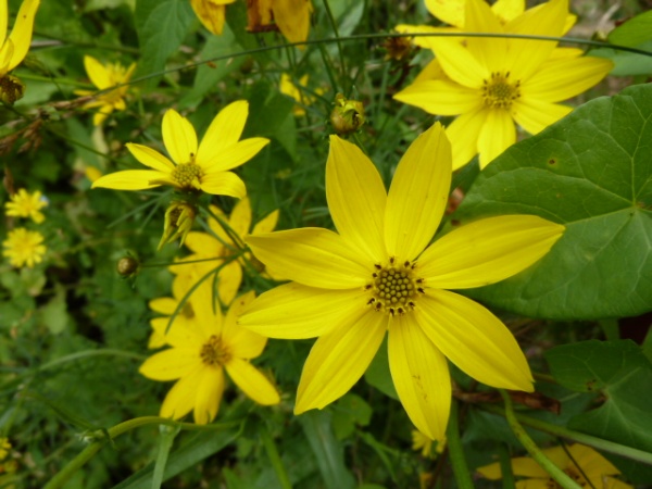 Photo Saint-Sulpice-Laurière - Yellow