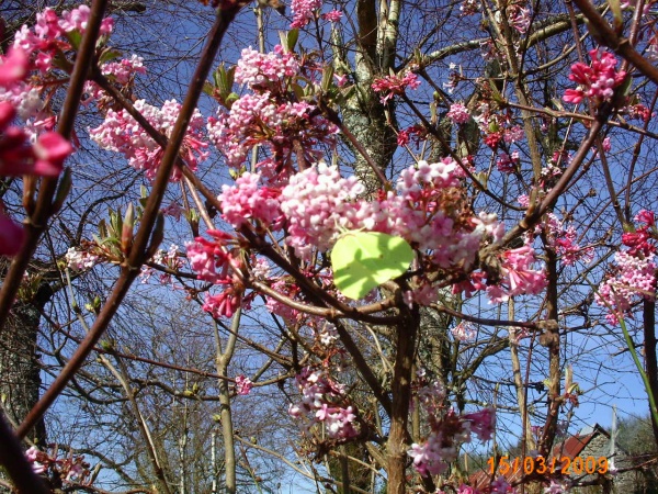 Photo Saint-Sulpice-Laurière - papillon citron dans les fleurs