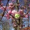 Photo Saint-Sulpice-Laurière - papillon citron dans les fleurs