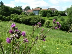 Photo faune et flore, Saint-Sulpice-Laurière - Gaudeix fleurs des champs