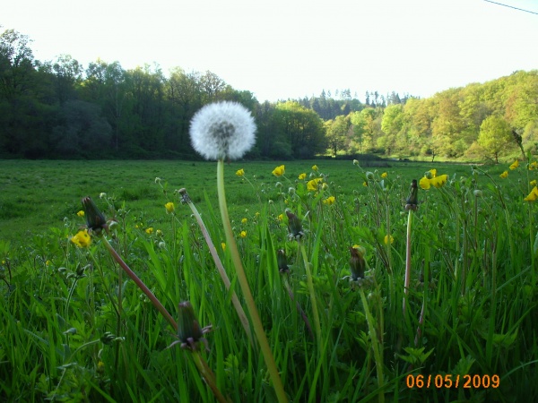 Photo Saint-Sulpice-Laurière - le pissenlit fleur dans le vent