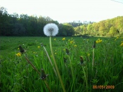 Photo faune et flore, Saint-Sulpice-Laurière - le pissenlit fleur dans le vent