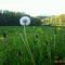 le pissenlit fleur dans le vent