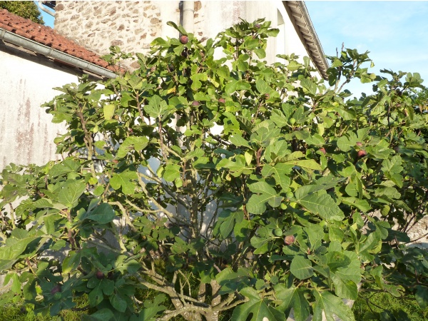 Photo Saint-Sulpice-Laurière - nos figues